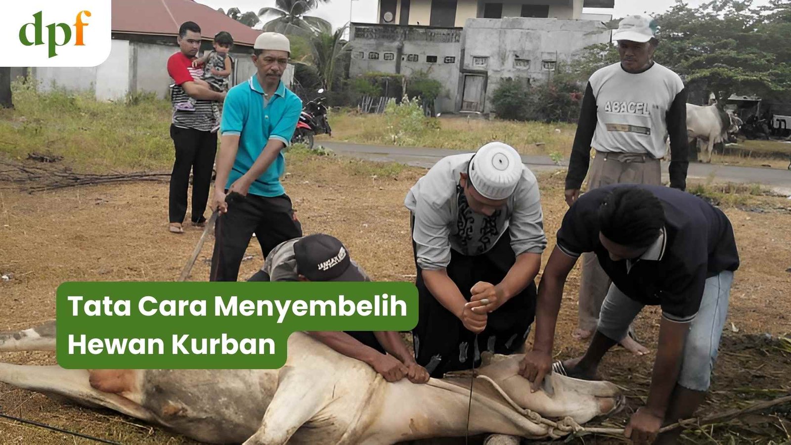 Tata Cara Menyembelih Hewan Kurban DPF